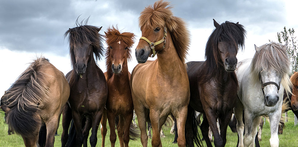 Rando Cheval Islande