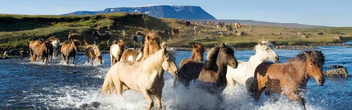 Islande Rando Cheval