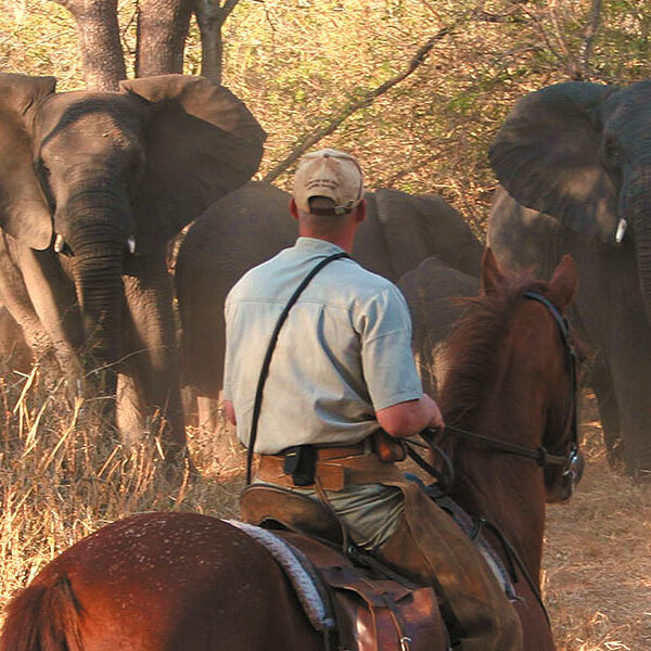 Rando Cheval et Safari en Afrique du Sud