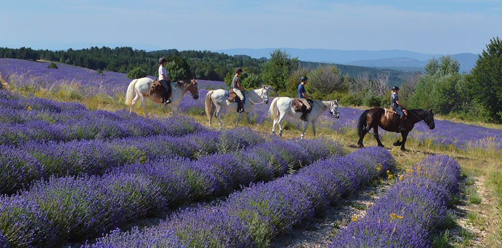 Rando Cheval en Haute Provence (France)