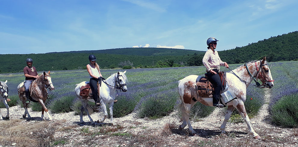 Rando Cheval en Haute Provence (France)