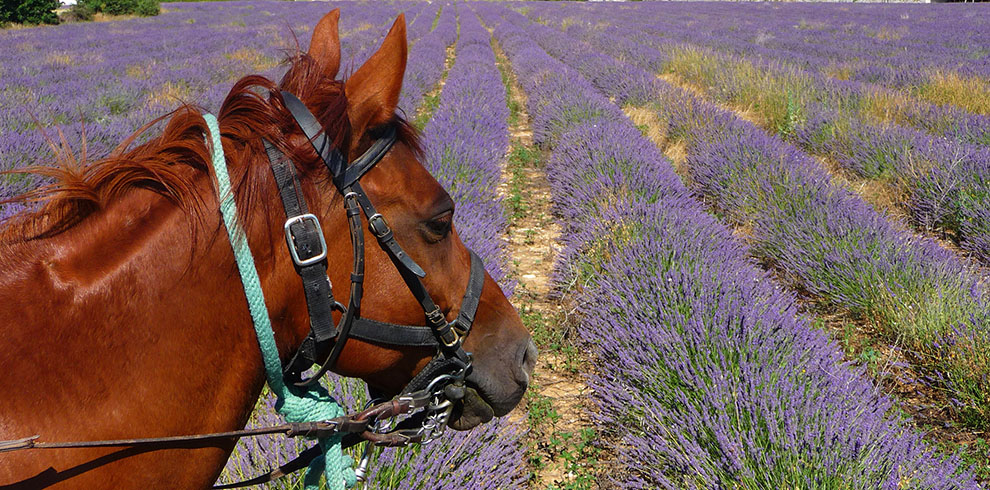 Rando Cheval en Haute Provence (France)